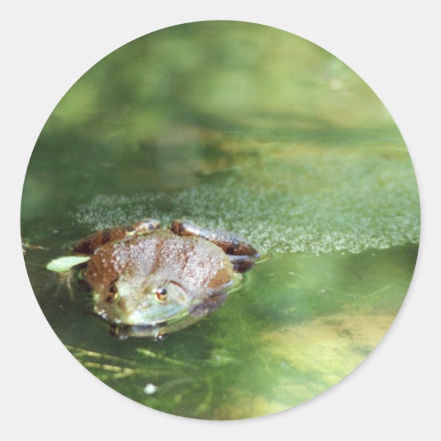 Sticker Rond Grenouille (Devant)