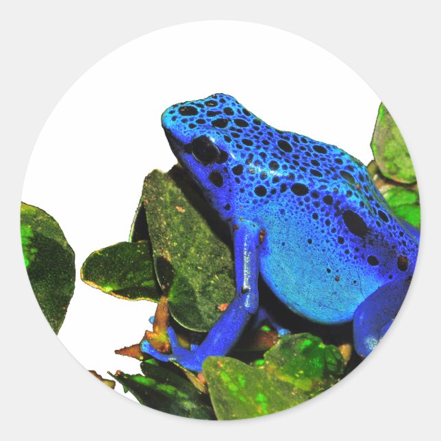 Sticker Rond Grenouille à tarte à poison bleu (Devant)