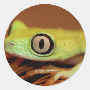 Sticker Rond grenouille d'arbre
