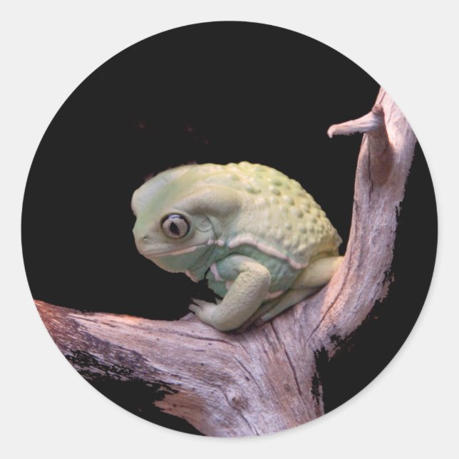 Sticker Rond Grenouille de singe cireux (Devant)
