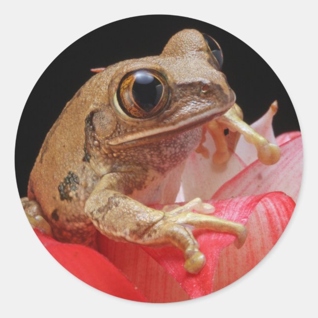 Sticker Rond Grenouille mûre (Devant)