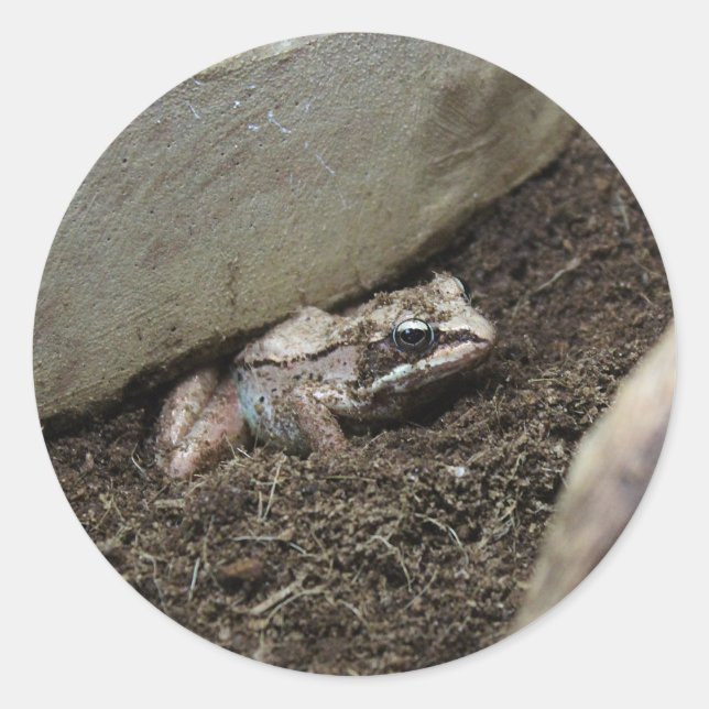 Sticker Rond Grenouille sale (Devant)