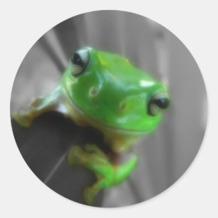 Sticker Rond Grenouille verte brillante