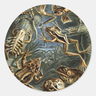 Sticker Rond Grenouilles et crapauds vintage Batrachia par Erns