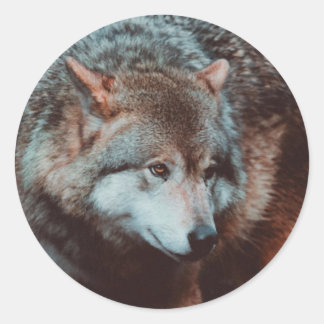 Sticker Rond Grey Wolf looking in the forest
