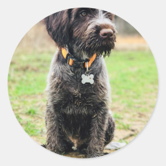 Sticker Rond Griffon puppy
