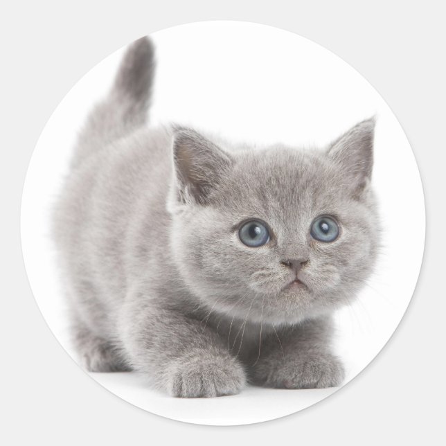 Sticker rond gris chat classique (Devant)