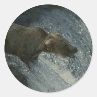 Sticker Rond Grizzly Bear photo-pêche pour Saumon