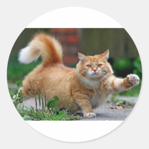 Sticker Rond Gros chat orange