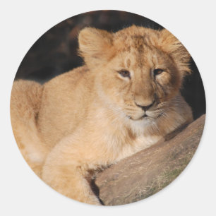 Sticker Rond Gros Chats - 8