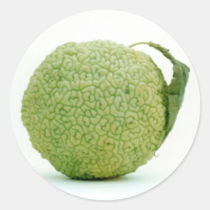 Sticker Rond Gros héraut vert
