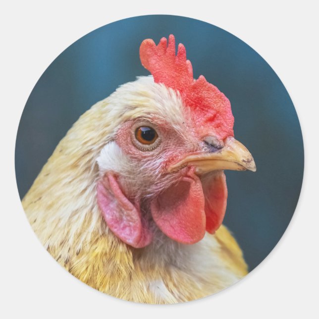Sticker Rond Gros plan du poulet (Devant)