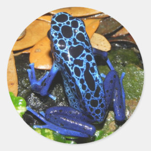 Sticker Rond Gros plan d'une grenouille à carreaux bleu
