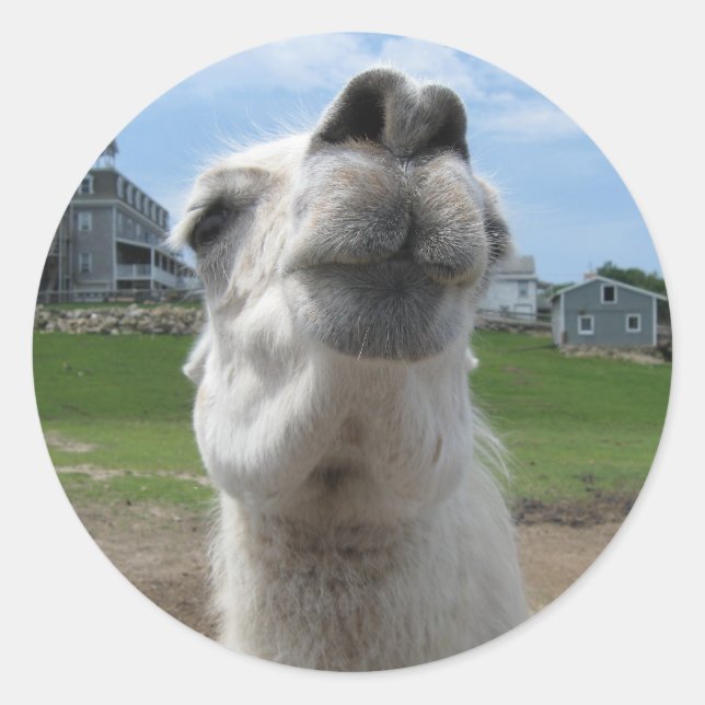 Sticker Rond Gros plan Kiss Me Llama (Devant)