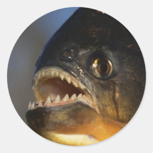 Sticker Rond Gros plan sur Piranha