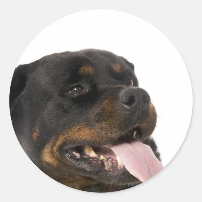 Sticker Rond gros rottweiler (Devant)