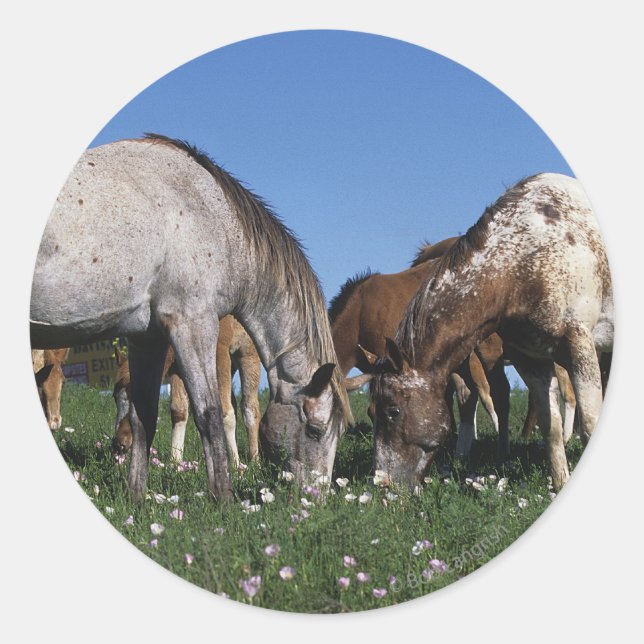 Sticker Rond Groupe d'Appaloosa Horses Grazing (Devant)