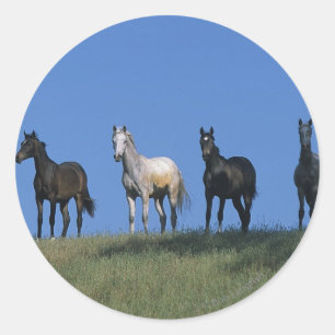 Sticker Rond Groupe d'Arabes