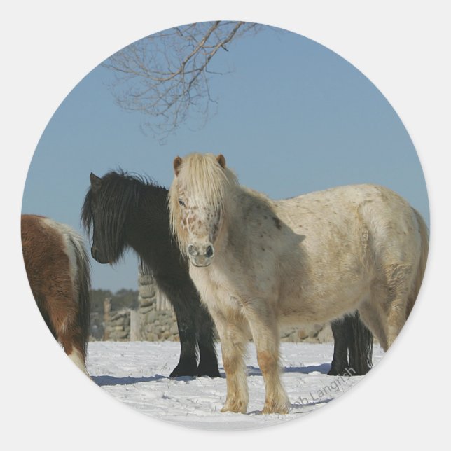 Sticker Rond Groupe de Chevaux miniatures dans la neige (Devant)