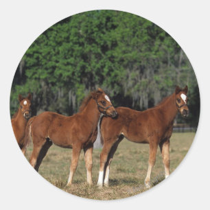 Sticker Rond Groupe de poulains de pur sang