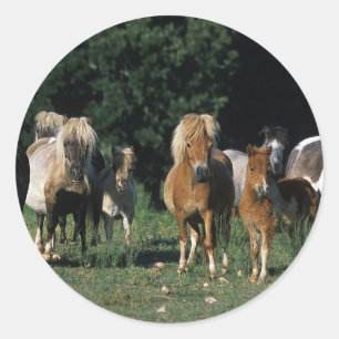Sticker Rond Groupe de poulains miniatures