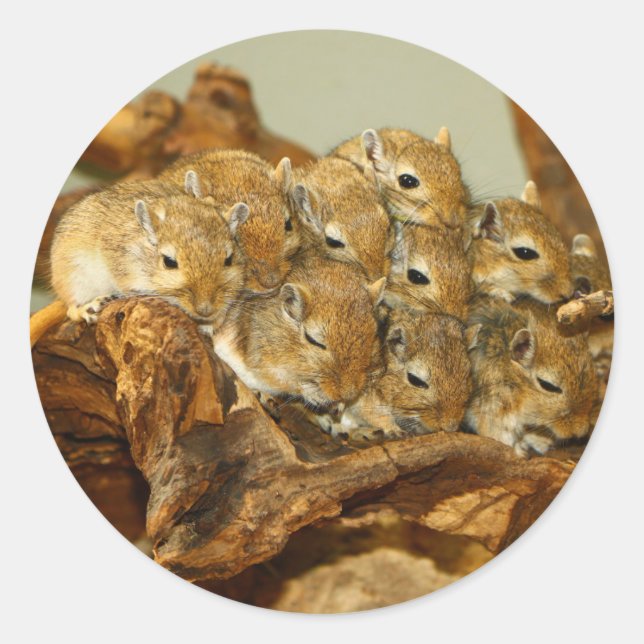 Sticker Rond Groupe mongol Gerbils Meriones Unguiculatus (Devant)