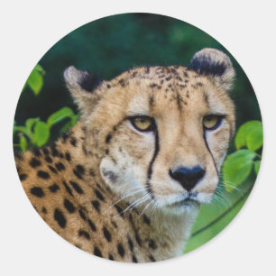 Sticker Rond Guépard