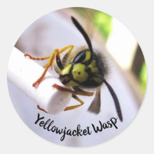 Sticker Rond Guêpe Veste Jaune (Vespulae) Visage Mignon