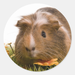 Sticker Rond guinea pigs on a lawn