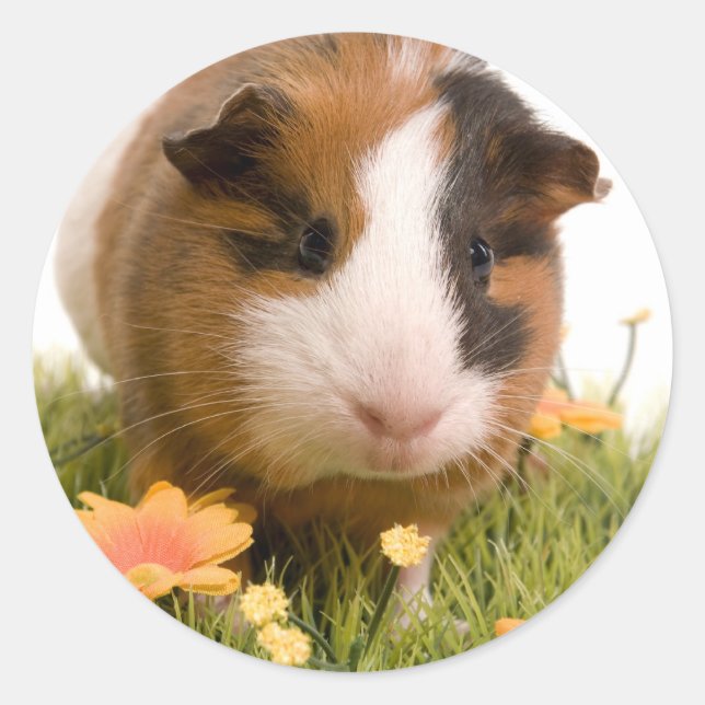 Sticker Rond guinea pigs on a lawn (Devant)