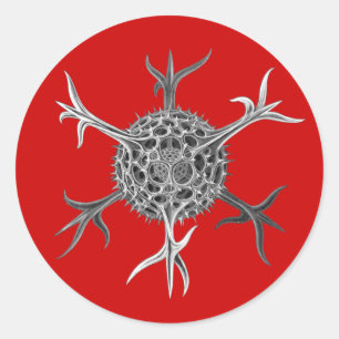Sticker Rond Haeckel