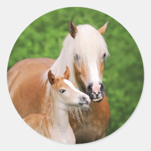 Sticker Rond Haflinger Horse mignon Bébé Foal Baiser Mum Pony P