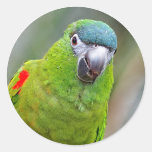Sticker Rond Hahn's Mini Macaw / Macaw à épaulettes rouges