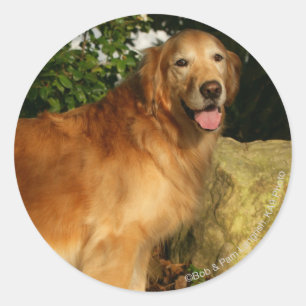 Sticker Rond Halètement de golden retriever