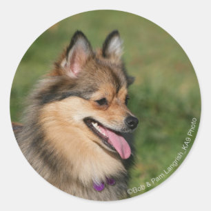 Sticker Rond Halètement de Headshot de Pomeranian