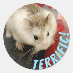 Sticker Rond Hammyville - Le mignon Hamster Terrifique