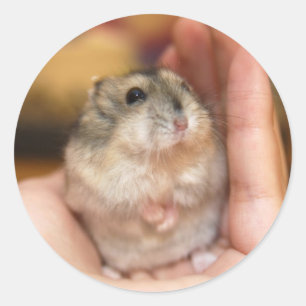 Sticker Rond Hamster debout de bébé