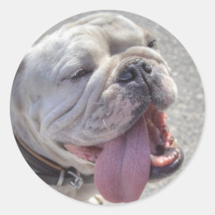 Sticker Rond Happy White Bulldog
