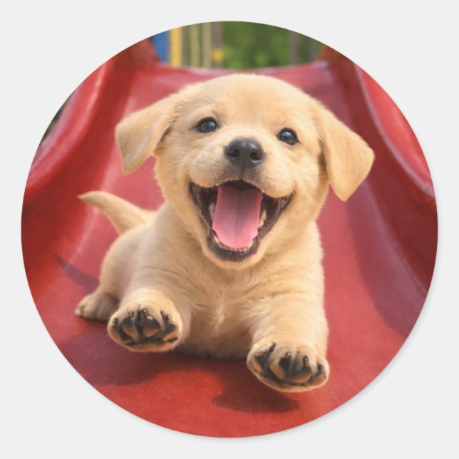 Sticker Rond Happy Yellow Labrador Puppy Sliding a slide (Devant)