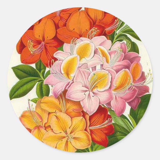 Sticker Rond Hardy Azaleas par Sir Joseph Paxton (Devant)