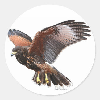 Sticker Rond Harris Hawk