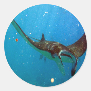 Sticker Rond Hawaii Manta Ray