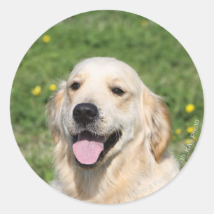 Sticker Rond Headshot 1 de golden retriever