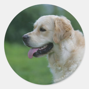 Sticker Rond Headshot 2 2 de golden retriever