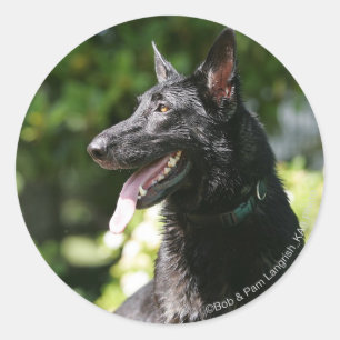 Sticker Rond Headshot 2 du berger allemand