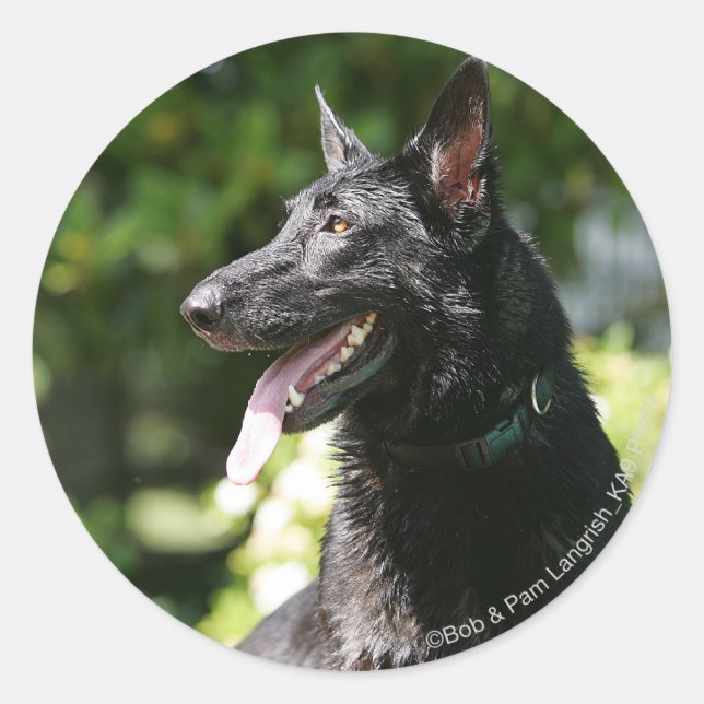Sticker Rond Headshot 2 du berger allemand (Devant)