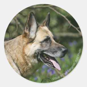 Sticker Rond Headshot 3 du berger allemand