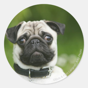 Sticker Rond Headshot de carlin