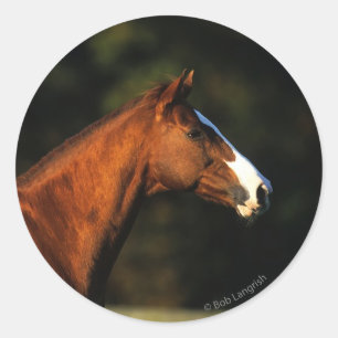 Sticker Rond Headshot de cheval de pur sang