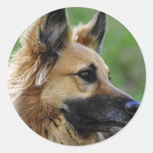 Sticker Rond Headshot du berger allemand